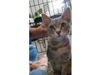 Adopt Sugar a Gray, Blue or Silver Tabby Domestic Shorthair / Mixed (short coat)