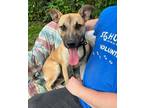 Adopt Baron a Tan/Yellow/Fawn Shepherd (Unknown Type) / Mixed dog in Madison
