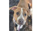Adopt BARBIE a Mixed Breed