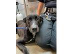 Adopt ELLIE a Mixed Breed
