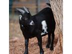 Adopt Eugene a Goat farm-type animal in Kanab, UT (38836993)