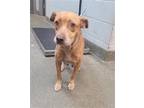 Adopt COOKIE a Mixed Breed