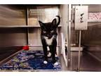 Adopt PIPER a Domestic Short Hair