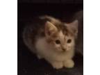 Adopt CORA a Calico or Dilute Calico American Bobtail (short coat) cat in Lake