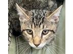 Adopt Argentina a Brown Tabby Domestic Shorthair / Mixed (short coat) cat in