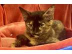 Adopt Trena a Brown or Chocolate (Mostly) Domestic Shorthair / Mixed (short