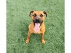 Adopt Chance - $75 Adoption Fee Diamon Dog! a Boxer / Black Mouth Cur / Mixed