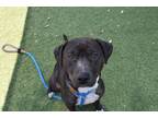 Adopt JELLY BEAN a Pit Bull Terrier