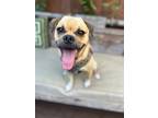 Adopt Bruno a Pug / Beagle dog in San Diego, CA (38810100)