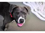 Adopt SAAUCI a American Staffordshire Terrier
