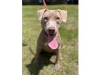 Adopt HOLLY a Labrador Retriever, Weimaraner