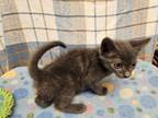 Adopt Dr. Lawrence Talbot a Domestic Shorthair / Mixed cat in Waynesville
