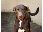 Adopt GYOZA a Labrador Retriever