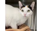 Adopt Vivian a White Domestic Shorthair / Domestic Shorthair / Mixed cat in
