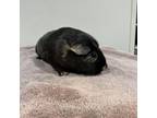 Adopt Brandy a Guinea Pig