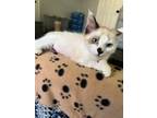 Adopt Mia (MC) a Snowshoe / Mixed (long coat) cat in Napa, CA (38852664)