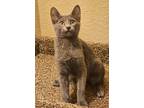 Adopt Amy Winehouse (MC) a Gray or Blue (Mostly) Domestic Shorthair / Mixed