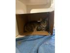 Adopt EMETRIA a Domestic Short Hair