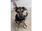 Adopt Gram a Mixed Breed (Medium) dog in San Diego, CA (38877956)