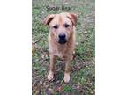 Adopt Sugar Bear a Brown/Chocolate - with Black Husky / Shepherd (Unknown Type)