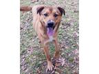 Adopt Eddie Munster a Brown/Chocolate - with Black Husky / Shepherd (Unknown