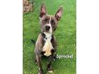 Adopt SPROCKET a Pit Bull Terrier, Mixed Breed