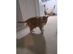 Adopt Kompton a Orange or Red (Mostly) Tabby / Mixed (short coat) cat in