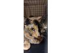 Adopt JACKIE a Domestic Short Hair