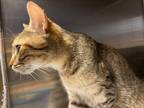 Adopt XENA a Domestic Short Hair