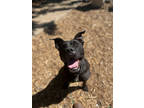 Adopt Capsicum a Black Mixed Breed (Large) / Mixed dog in Cincinnati