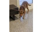 Adopt REESES a Mixed Breed