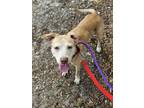 Adopt DEBBIE a Mixed Breed