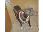 Adopt SKYLAR a Mixed Breed