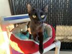 Adopt GRETA a Domestic Short Hair