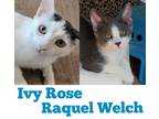 Adopt Raquel Welch a Gray or Blue Domestic Shorthair / Mixed Breed (Medium) /