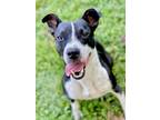 Adopt Toad a Black American Pit Bull Terrier / Mixed dog in Anderson