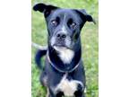 Adopt Rupert a Black Labrador Retriever / Shepherd (Unknown Type) / Mixed dog in
