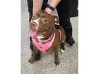 Adopt MOCHA a Mixed Breed