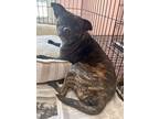 Adopt Frog a Brindle - with White American Pit Bull Terrier / Mixed dog in