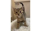 Adopt Slug a Brown Tabby Domestic Shorthair / Mixed cat in Wilmington