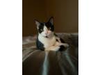 Adopt BUSTER a Black & White or Tuxedo Domestic Shorthair / Mixed (short coat)