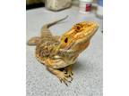 Adopt Honey a Lizard reptile, amphibian, and/or fish in Novato, CA (38671885)