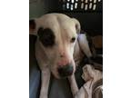 Adopt Sophia a White - with Black Labrador Retriever / Mixed dog in Spring