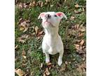 Adopt Chartres a Tricolor (Tan/Brown & Black & White) Catahoula Leopard Dog /