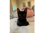 Adopt Jerry a All Black Domestic Mediumhair / Mixed (medium coat) cat in