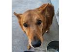 Adopt Ringo a Red/Golden/Orange/Chestnut Shepherd (Unknown Type) / Mixed dog in