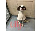 Adopt Lilly 27633 a White Pit Bull Terrier dog in Joplin, MO (38901294)