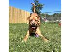 Adopt Wonka a Tan/Yellow/Fawn Mixed Breed (Large) / Mixed dog in Fairport