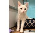 Adopt Dill a White Domestic Shorthair / Domestic Shorthair / Mixed cat in