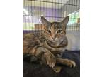 Adopt ELSA a Domestic Short Hair